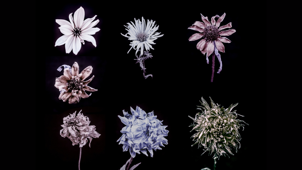 Flower Essences for the Seven Deadly Sins by Timmie Horvath. Sacred Wellness School of Healing Arts - Online Training in Reiki, Chakra Therapy, and Crystal Healing