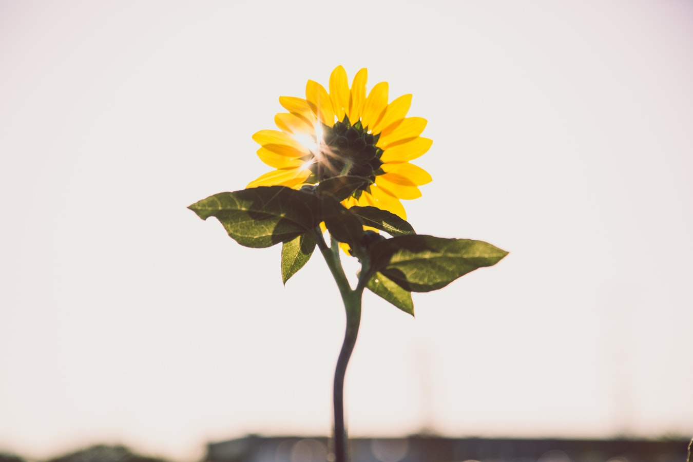 Solar Plexus Chakra Basics